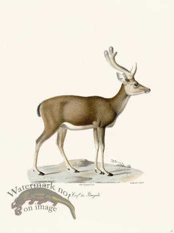 Cuvier 023 Bengal Deer
